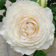 Princess Miyuki rose