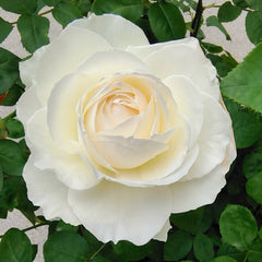 Princess Miyuki rose