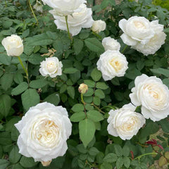 Princess Miyuki rose