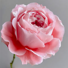 Princess Sakura Rose