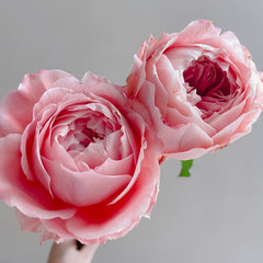 Princess Sakura Rose