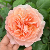 Princesse Charlene de Monaco Rose