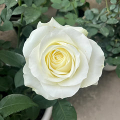 Proud Rose