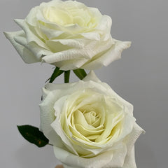 Proud Rose