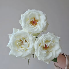 Proud Rose