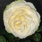 Pure Blond Rose