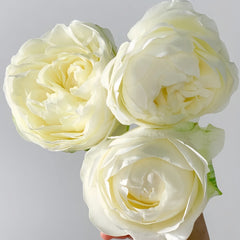 Pure Blond Rose
