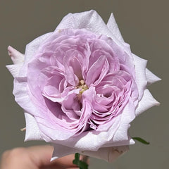 Purple Lychee Rose