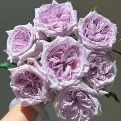 Purple Lychee Rose