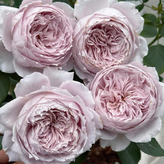 Qing Se Yan Yu Rose