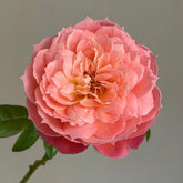 Queen of Hearts Rose