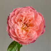 Queen of hearts Rose