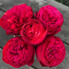 RED Piano Rose