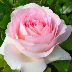 Ragazza Rose
