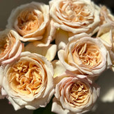 Rallye des Gazelles Rose