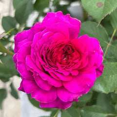 Ramukan Rose