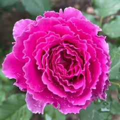 Ramukan Rose