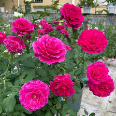 Ramukan Rose