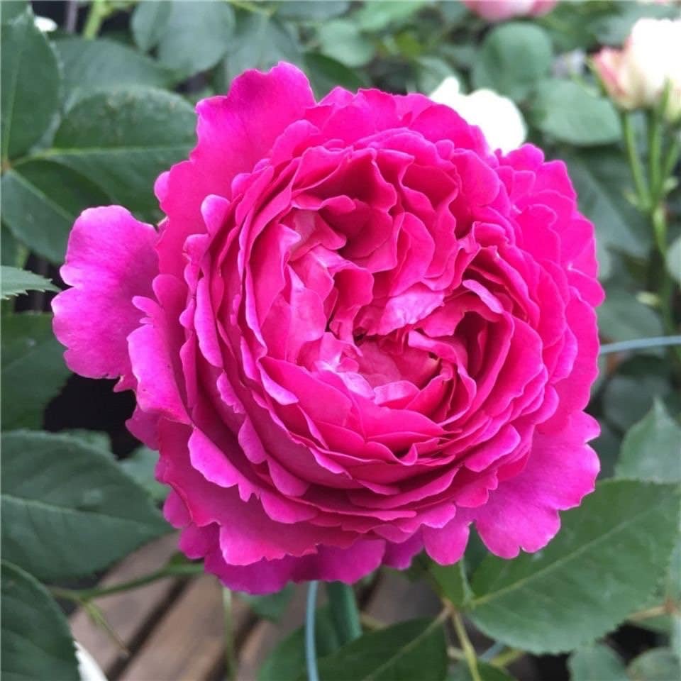 Ramukan Rose-草药｜Japanese Shrub Rose – Ergongzy Roses