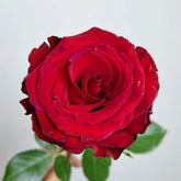 Red Ambiance Rose