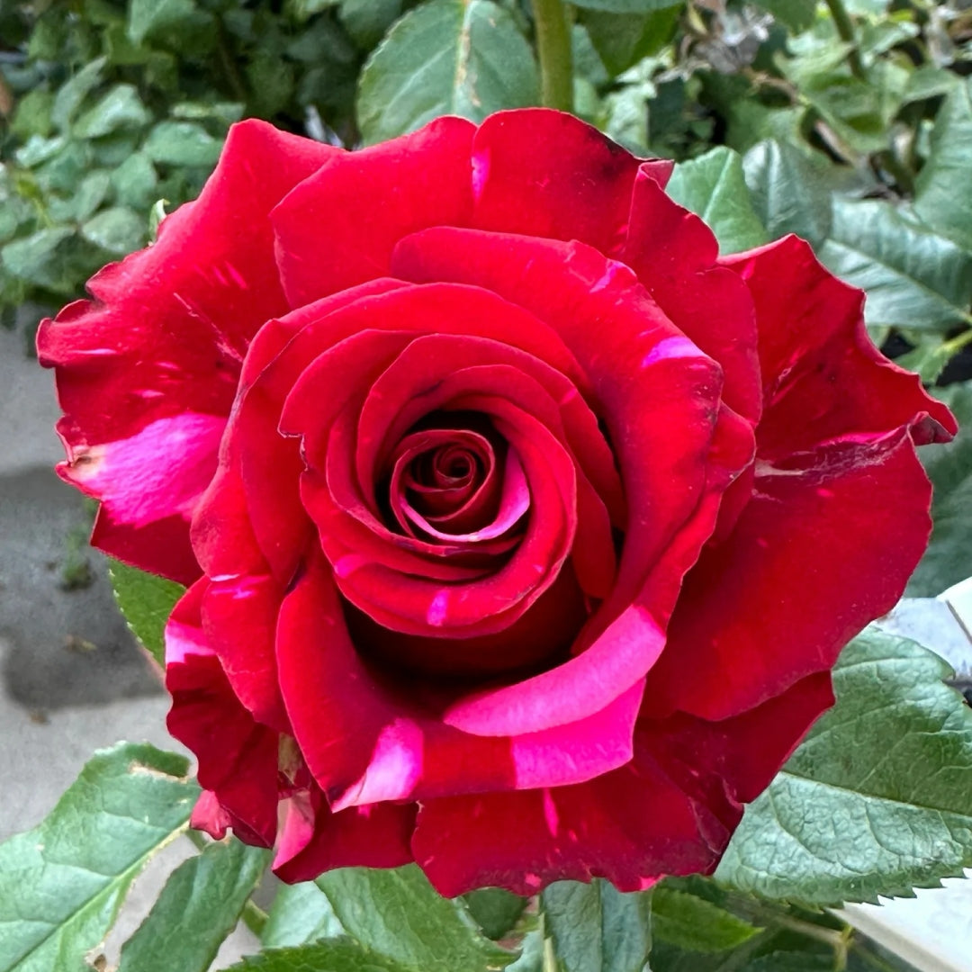 Red Panther Rose
