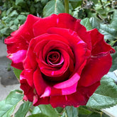 Red Panther Rose