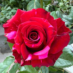 Red Panther Rose