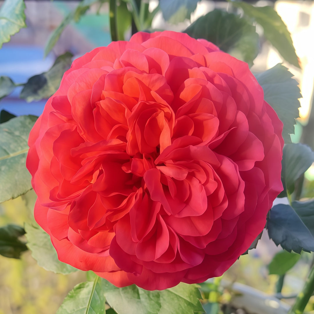 Red juicy terrazza Rose