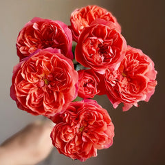 Red juicy terrazza Rose