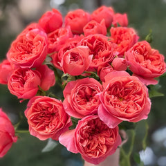 Red juicy terrazza Rose