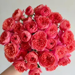 Red juicy terrazza Rose