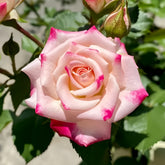 Reflex Rose