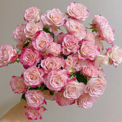 Reflex Rose