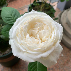 Roads of wedding Rose