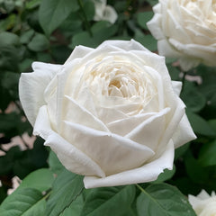 Roads of wedding Rose