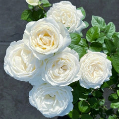 Roads of wedding Rose