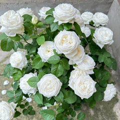 Roads of wedding Rose