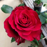 Rohdos Rose