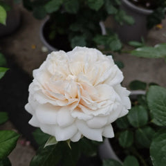 Romantic Cream Rose