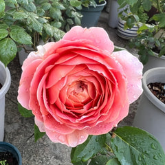 Romantic antike Rose