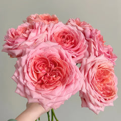 Romantic antike Rose