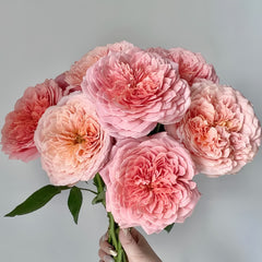 Romantic antike Rose