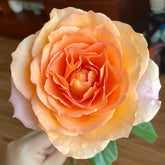 Romantica Vuvuzela Rose