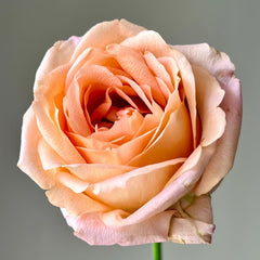 Romantica Vuvuzela Rose
