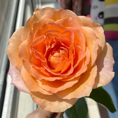 Romantica Vuvuzela Rose