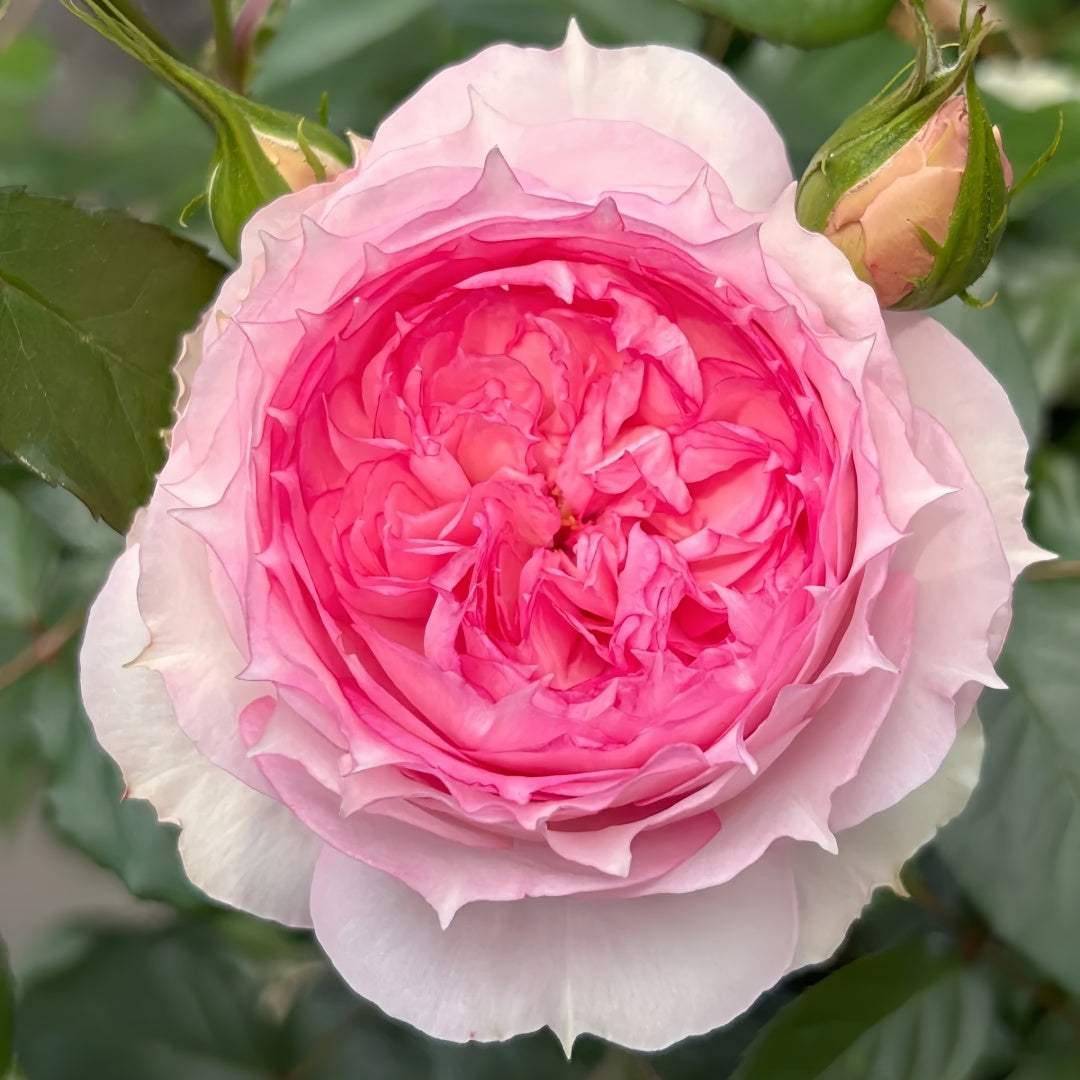 RongRongYue Rose