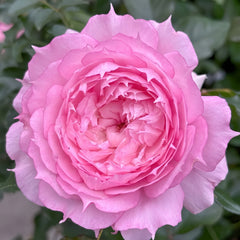 RongRongYue Rose
