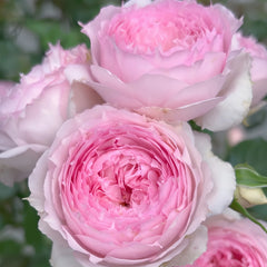 RongRongYue Rose