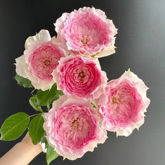 RongRongYue Rose