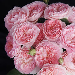 Rosalind rose